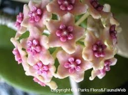 . diversifolia - provizoriu