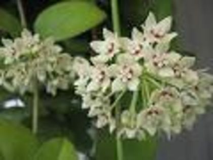 hoya australis