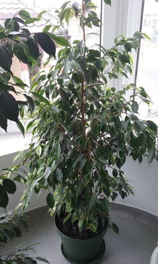 Ficus benjamin Anastacia