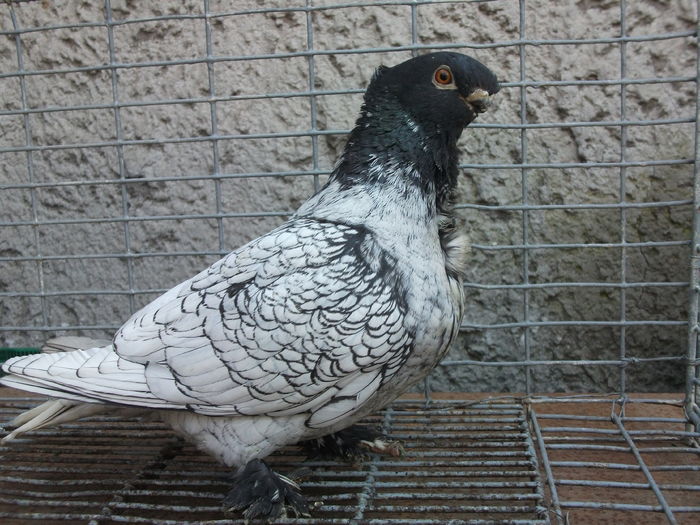 aceeasi