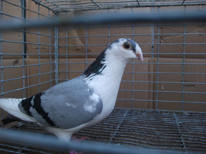 femela