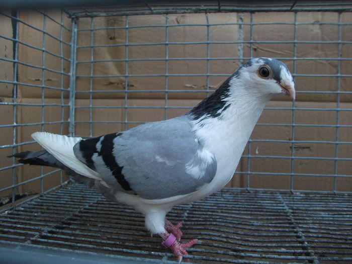 aceeasi