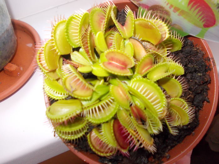 dionaea muscipula