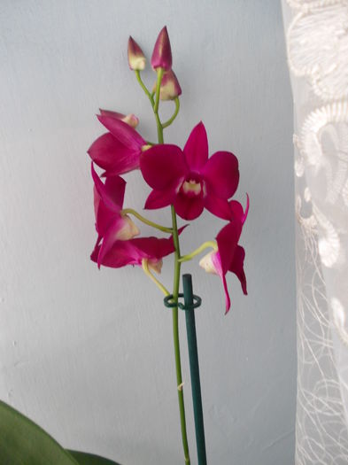 dendrobium phalaenopsis