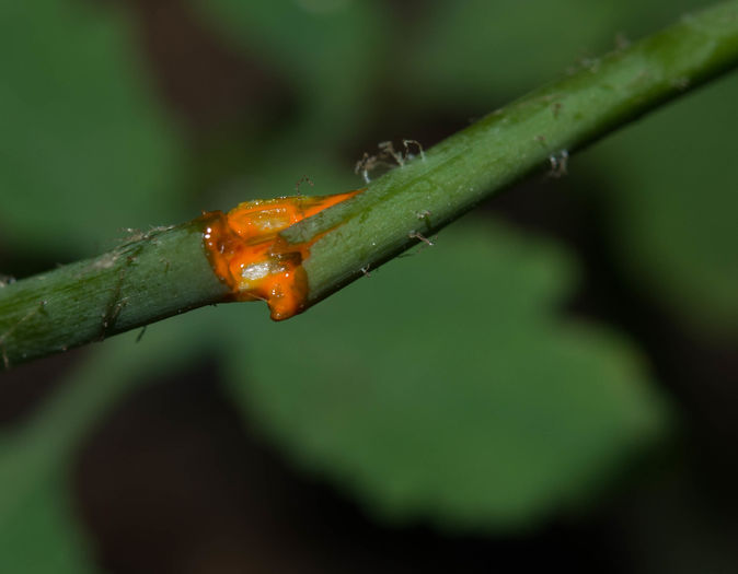 Chelidonium majus rostopasca