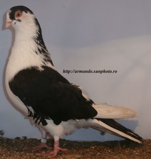 Dat in Roman la Emanuel - D- Porumbei JUCATORI DE GALATI VANDUTI Album 2