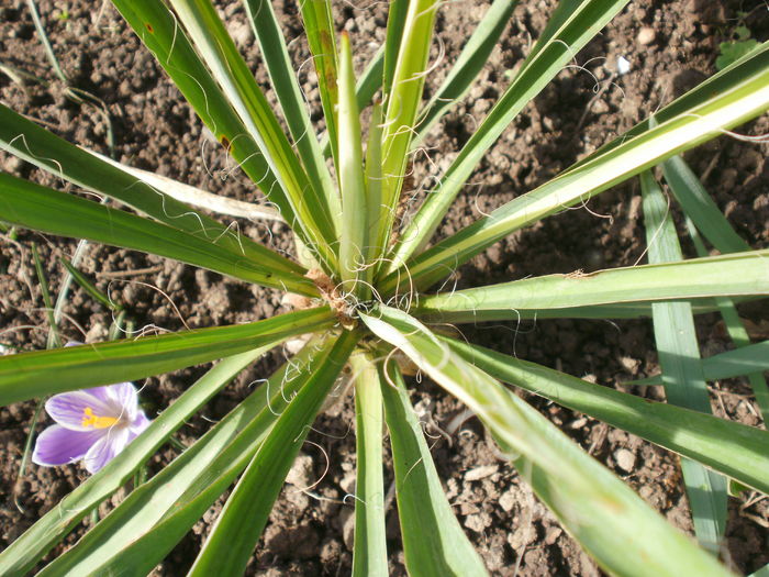 Yucca filamentosa 'Colour Guard'