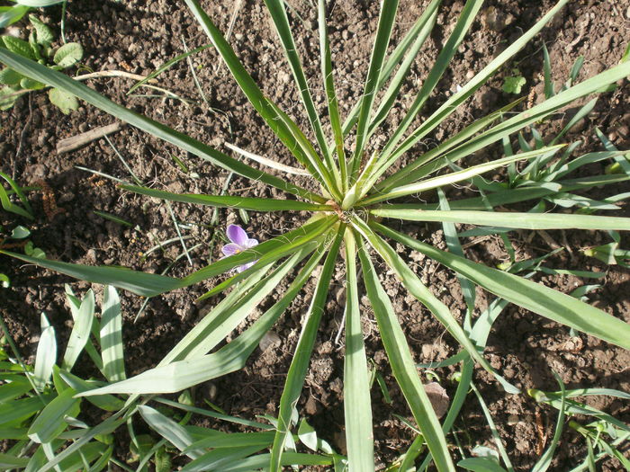 Yucca filamentosa 'Colour Guard'