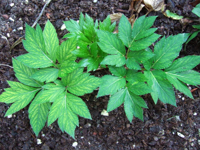 ashitaba -planta minune