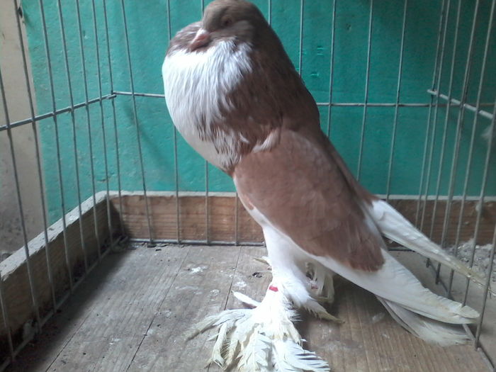 MASCUL2014VANDUT - GUSATI DE POMERANIA DE VANZARE 0744230652