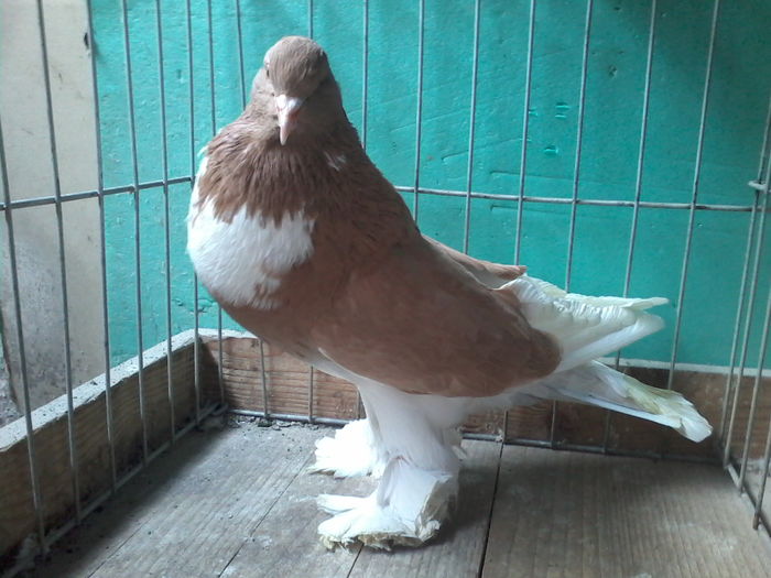 FEMELA2014 NR2XVanduta