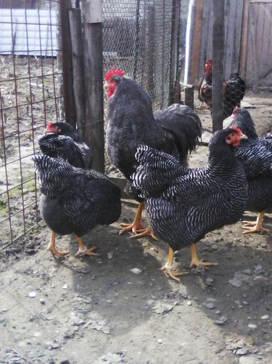 IMG_20160305_114052 - PLYMOUTH ROCK-BARAT 2015-2016