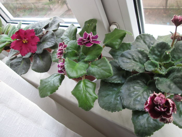 IMG_4403 - GRUP VIOLETE