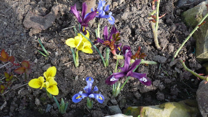 poze din gradina 113 - stanjenei si crocusi