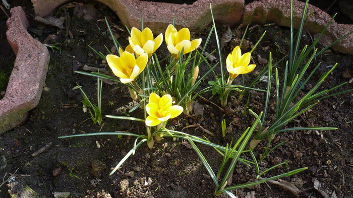 poze din gradina 119 - stanjenei si crocusi