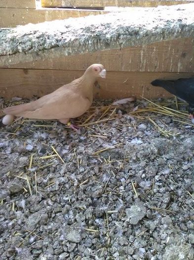 12833487_1695577800721518_257751138_n