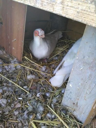 12835051_1695577990721499_1033168288_n