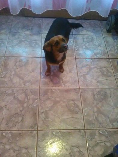 10620887_1695598190719479_1927998655_n