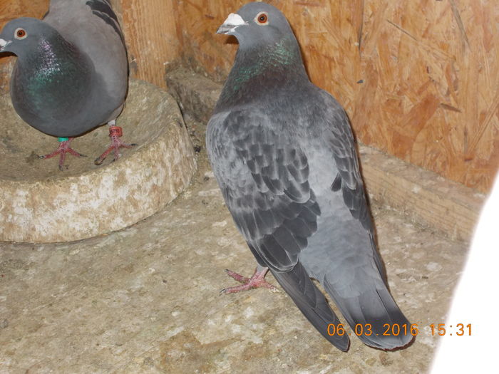 italia 2013 - porumbeii mei