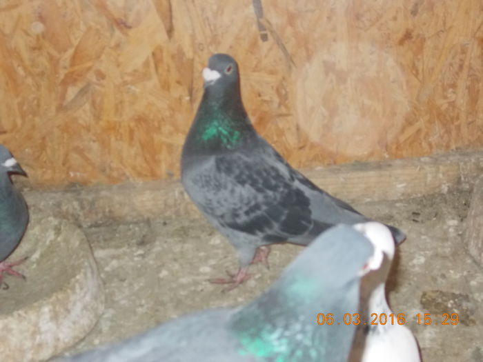 Picture 040 - porumbeii mei