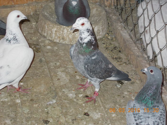 Picture 043 - porumbeii mei