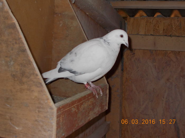 Picture 034 - porumbeii mei