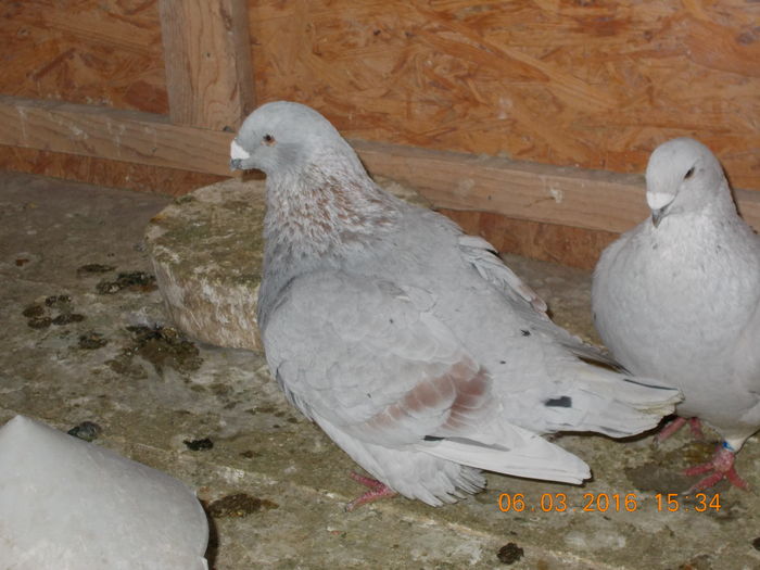 Picture 053 - porumbei standar