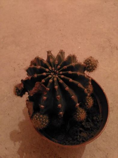 12834600_515003665348533_1303715787_n - cactusi si alte plante