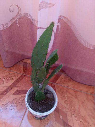 12834575_515003928681840_940757725_n - cactusi si alte plante