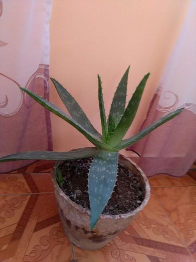 12804027_515003738681859_1547912136_n - cactusi si alte plante