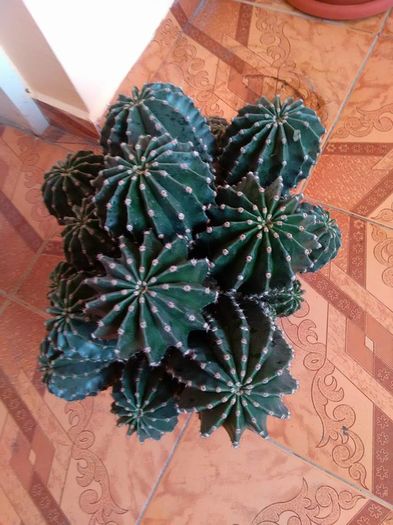 12834720_515003858681847_392813419_n - cactusi si alte plante