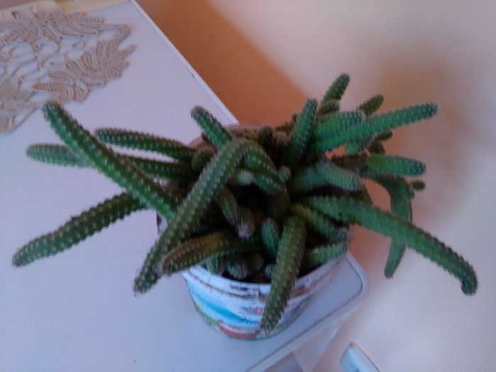 12837271_515003992015167_2106318846_o - cactusi si alte plante