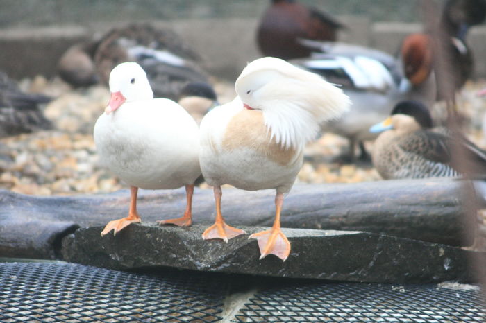 Pereche - rata mandarin