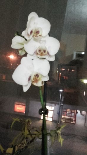 Phalaenopsis alb cu picatele - 2016