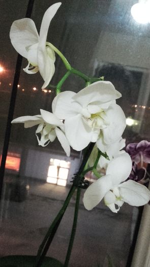 Phalaenopsis alb - 2016
