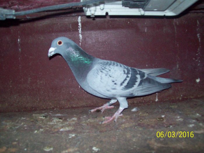 590709-2015 - LOT MASCULI ZBOR 2016