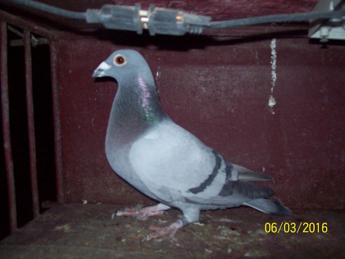 713219-2015 - LOT MASCULI ZBOR 2016