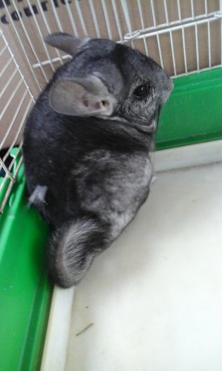 20160220_113529 - CHINCHILLA