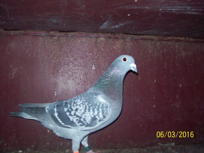 954731-2014 - LOT FEMELE ZBOR 2016