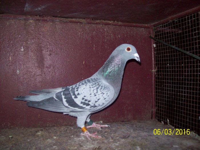 954757-2014 - LOT FEMELE ZBOR 2016