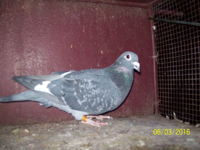 954801-2014 - LOT FEMELE ZBOR 2016