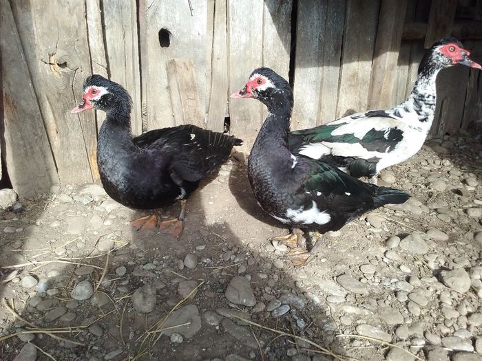 Amazoanele cu noul venit