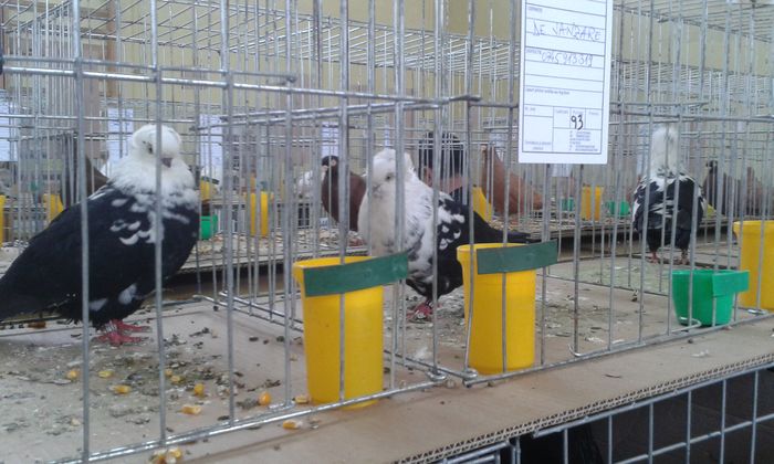 20160306_113140 - Expo-IASI 2016