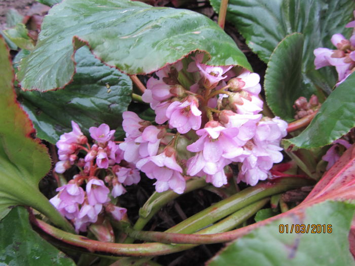 Bergenia; Scoate incet capul de sub frunze
