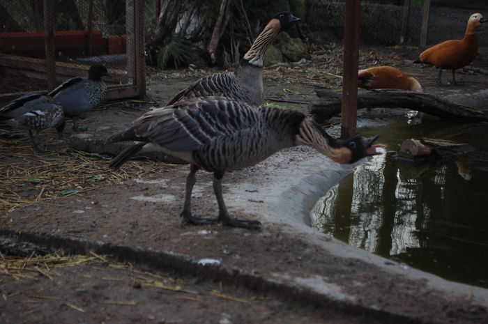 DSC_0149 - Gaste Hawaii - Branta sandvicensis