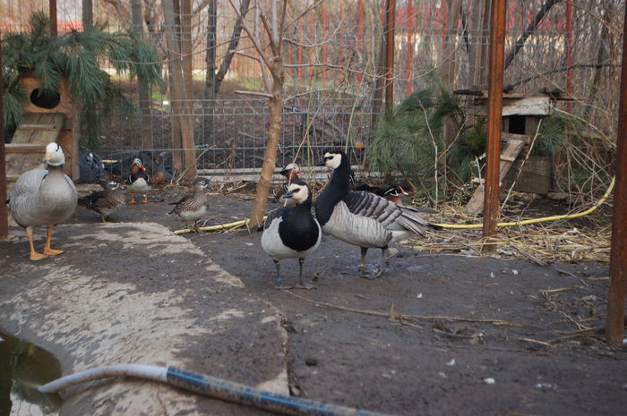 DSC_0143 - Gaste Calugarita - Branta leucopsis