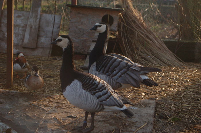 DSC_0209 - Gaste Calugarita - Branta leucopsis