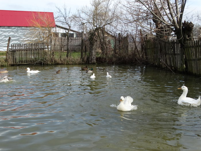 DSC09477 - Rate comune 2