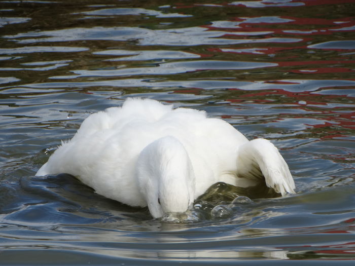 DSC09478 - Rate comune 2