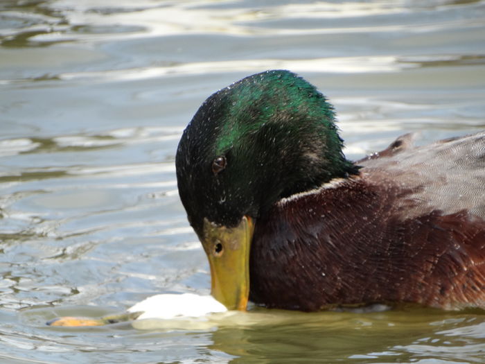 DSC09479 - Rate comune 2